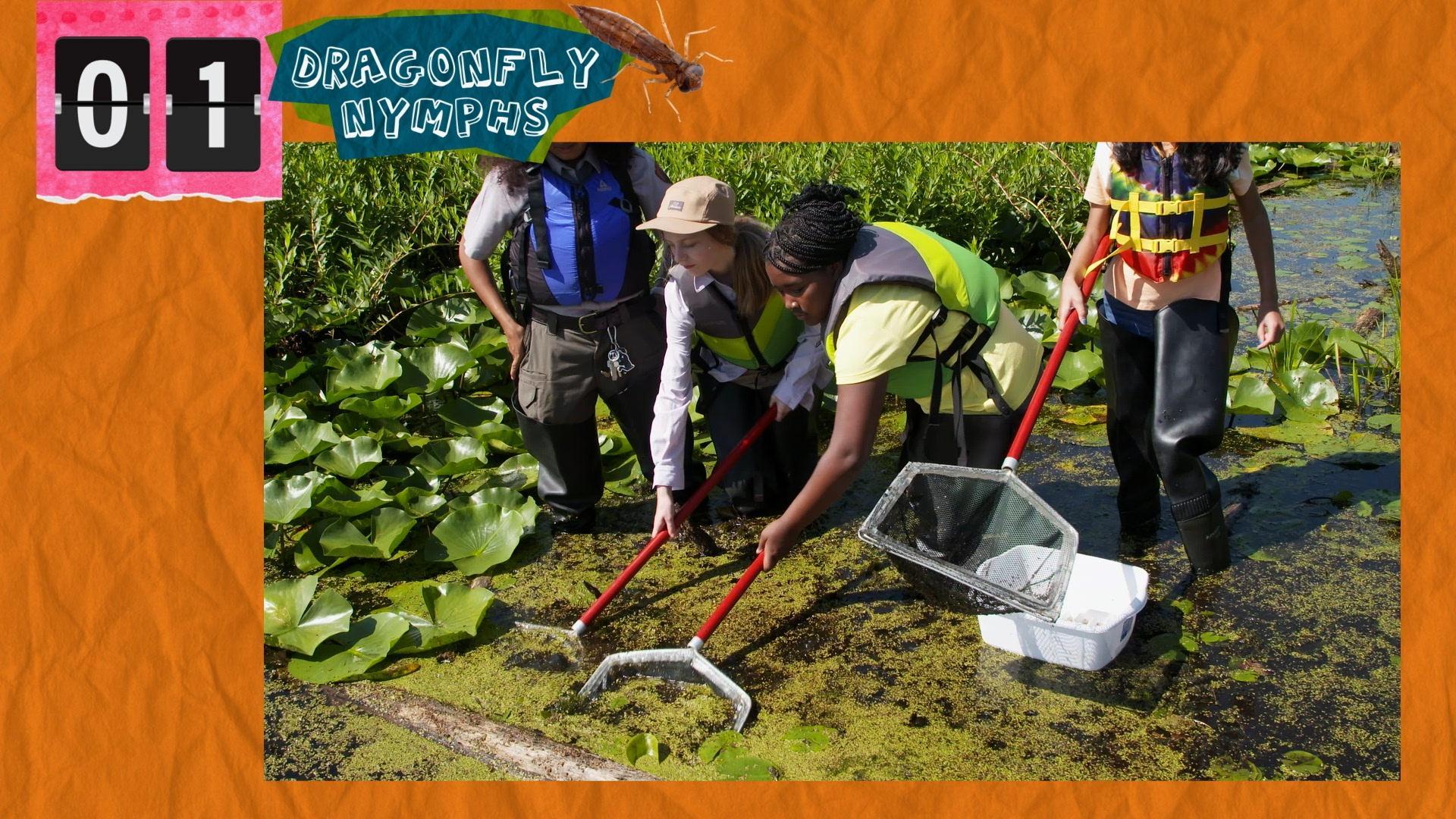 The SciGirls gear up and get in the water to gather 20 dragonfly nymphs to study.