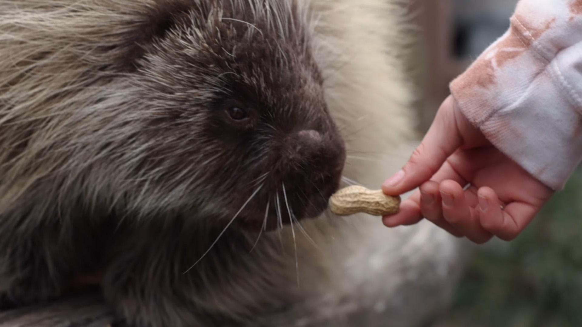 Kids visit the Alaska Wildlife Conservation Center and learn more about Alaskan animals.