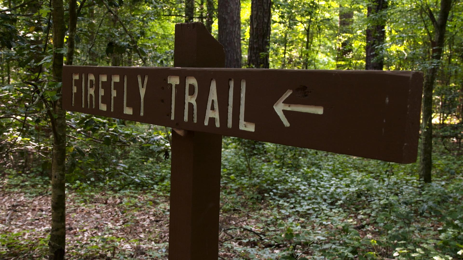 The SciGirls learn that scientists come to Congaree to study its unique fireflies.