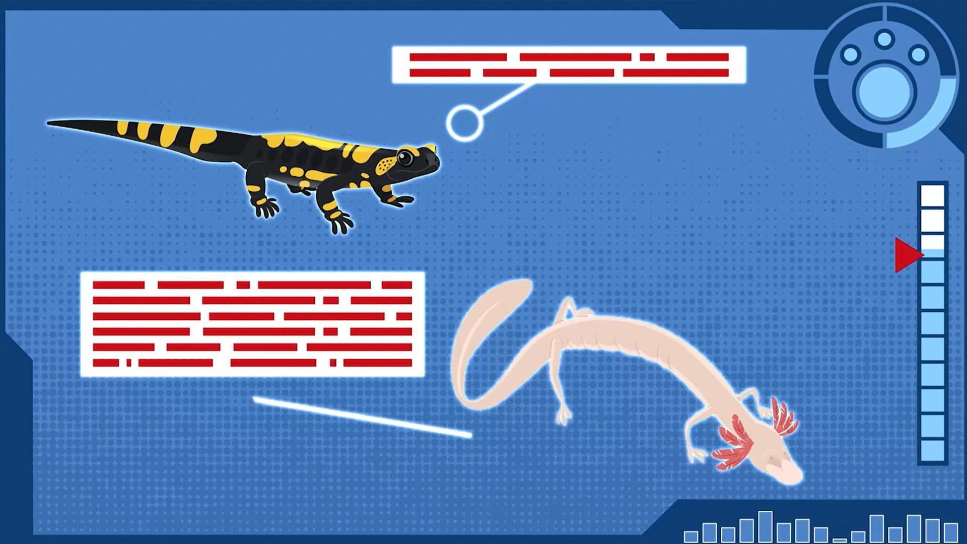 Aviva explores various salamanders to help her create a CP suit