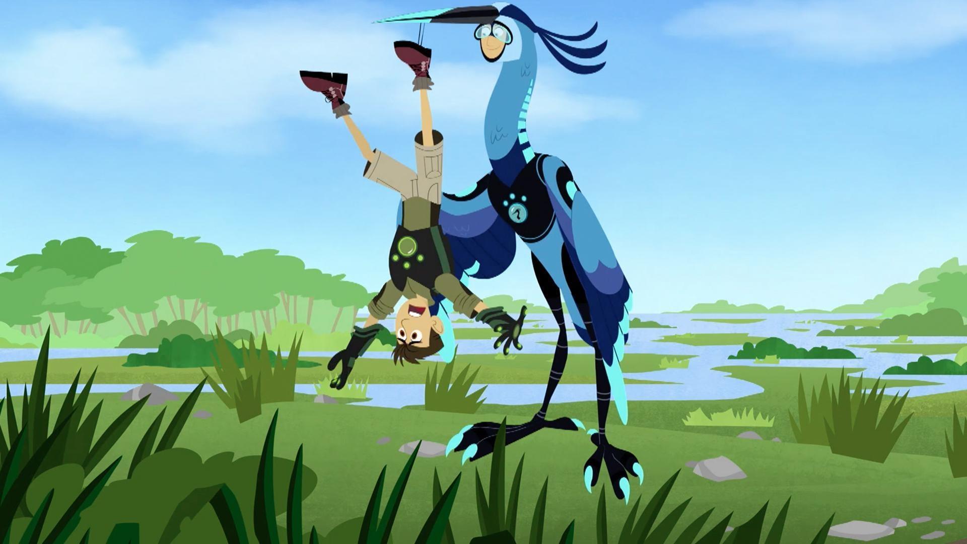 The Kratts are in the Tortuga when Martin spots something in the sky, a blue heron!