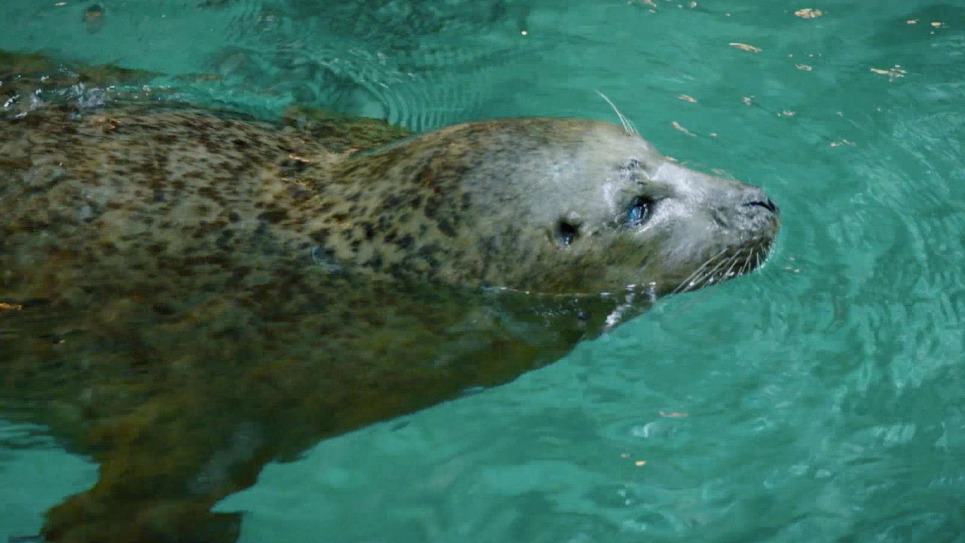 Courtney and Z discover all the wonderful biodiversity in the Long Island Sound.