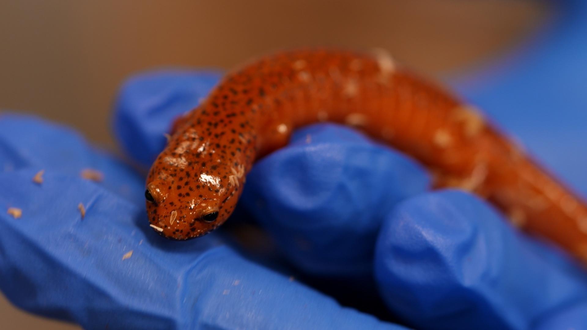 The SciGirls learn that salamanders breathe through their skin.