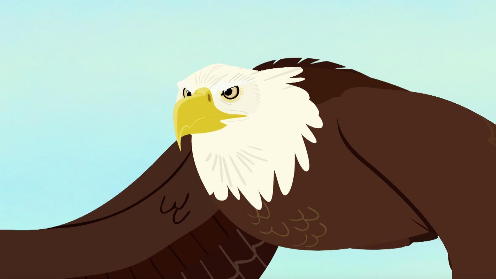 The Kratt brothers set out to experience the life of the bald eagle.