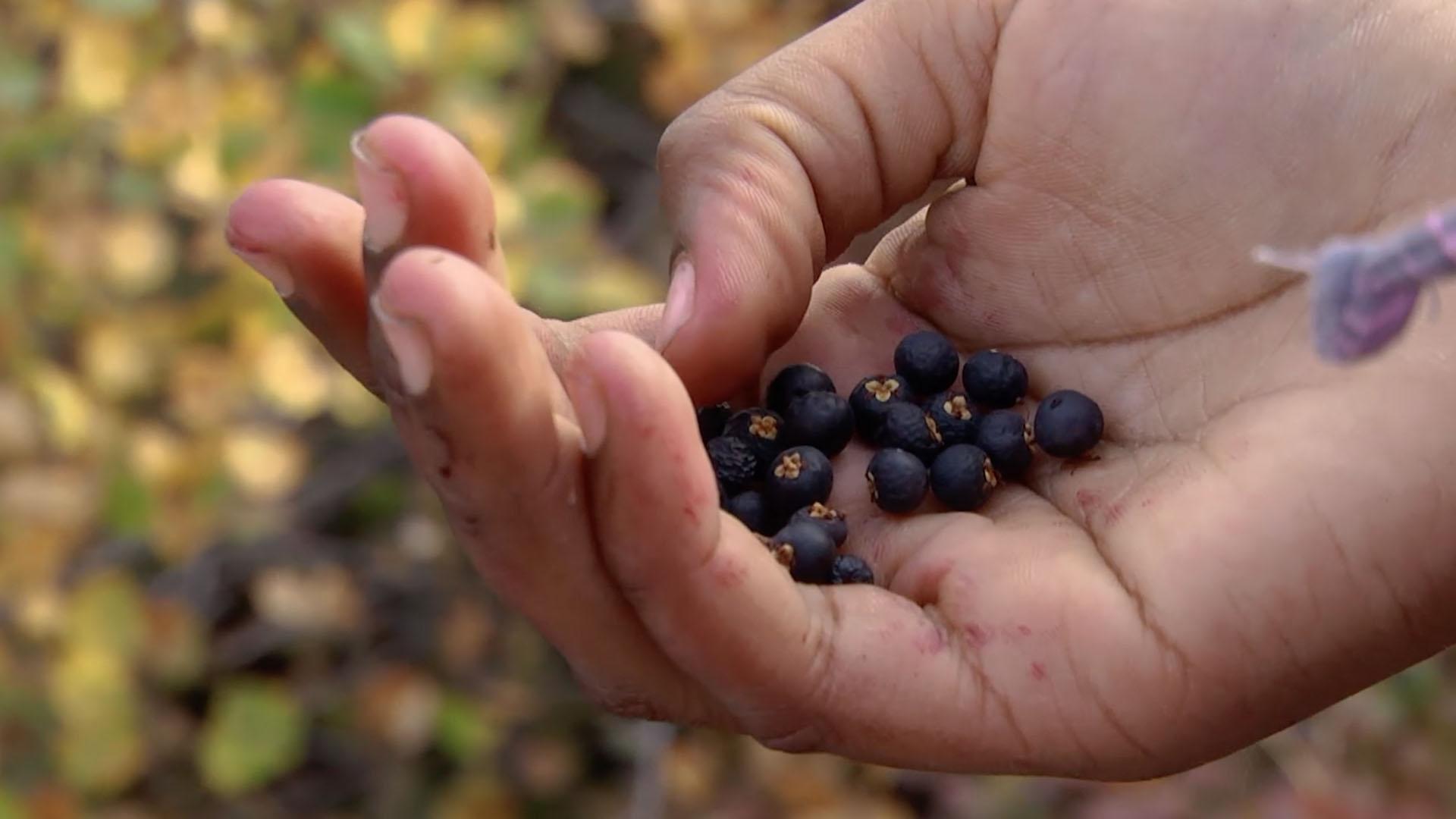 Kids go berry picking in Fairbanks and bring cards to help identify the berries they find.