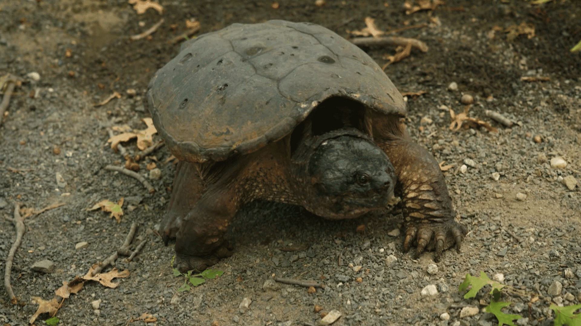 Kimmie and Booker discover how animals thrive in the city and how people and wildlife can coexist.