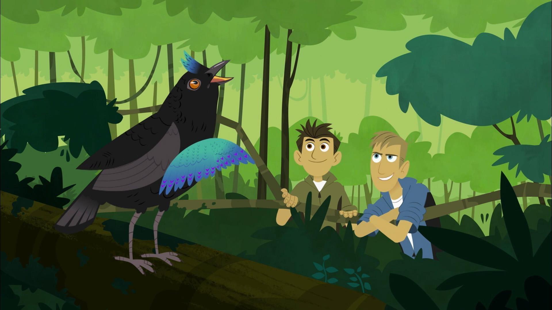 Chris and Martin hope to inspire Aviva by showing her the greatest dancers in the wild.