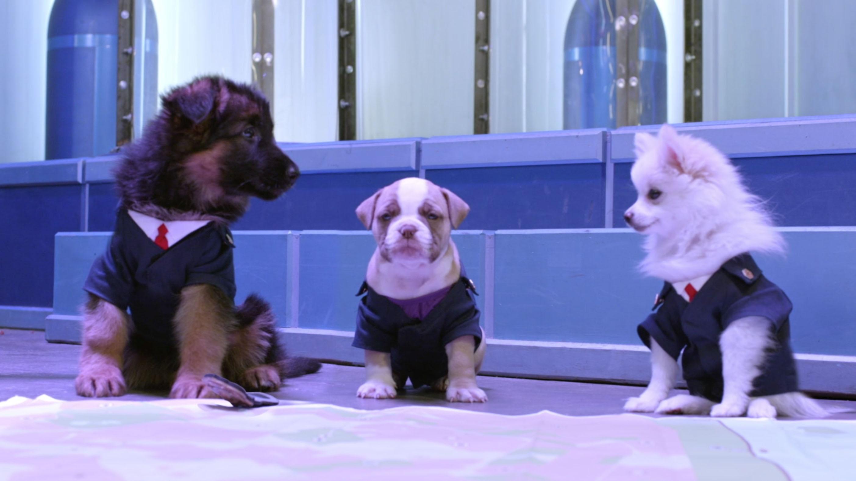 All the agents are turned into puppies! / Dr. O gets an illness call the Sillies.