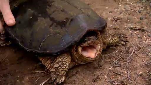 The SciGirls team meets Jaime, the nongame wildlife specialist, in southeast Minnesota.