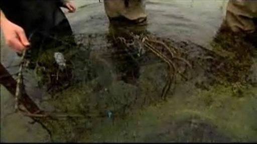 The SciGirls check the turtle traps and find a surprising catch.