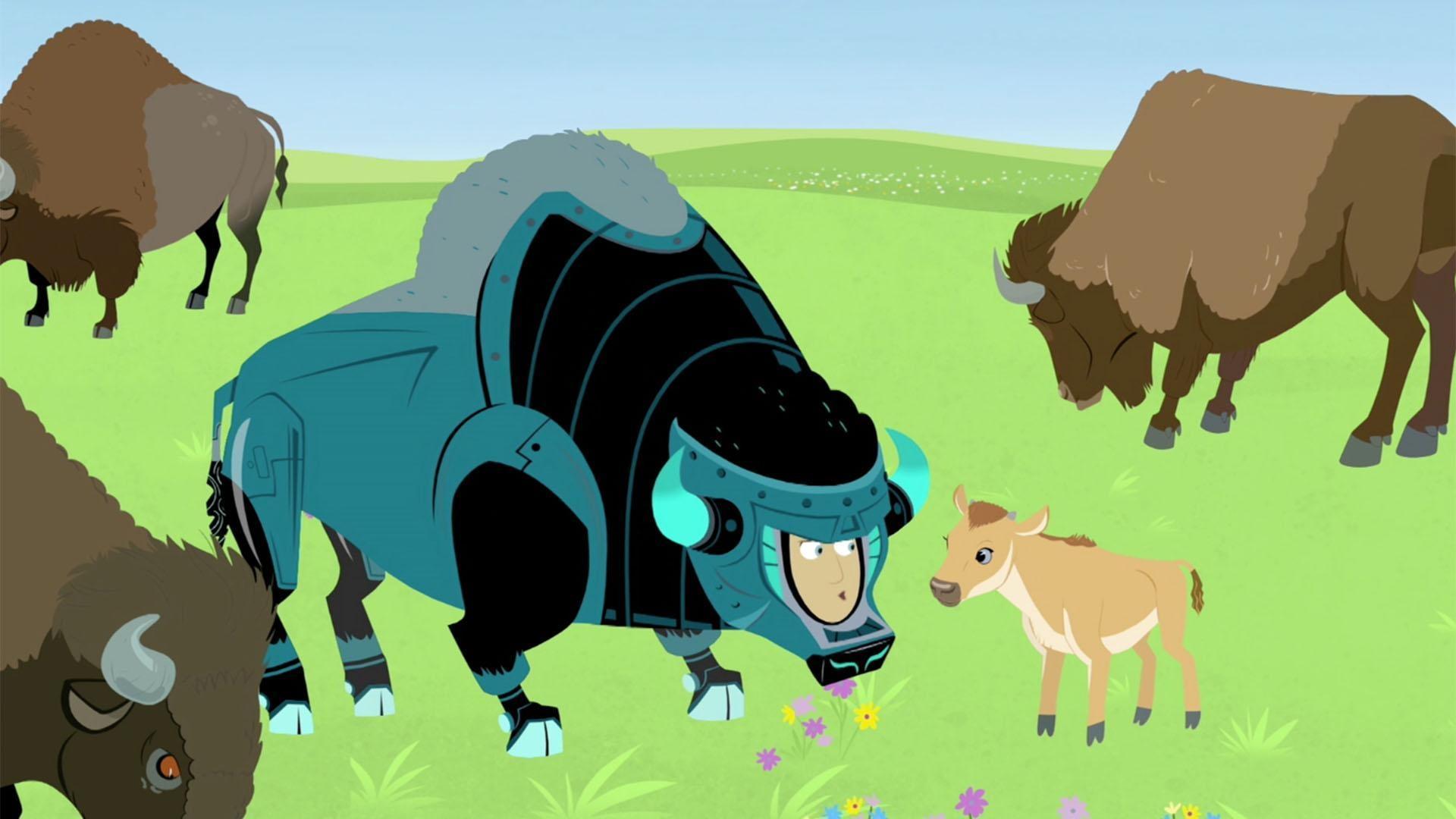 The Kratts go searching the wide prairie for the bison herds seen in years past.