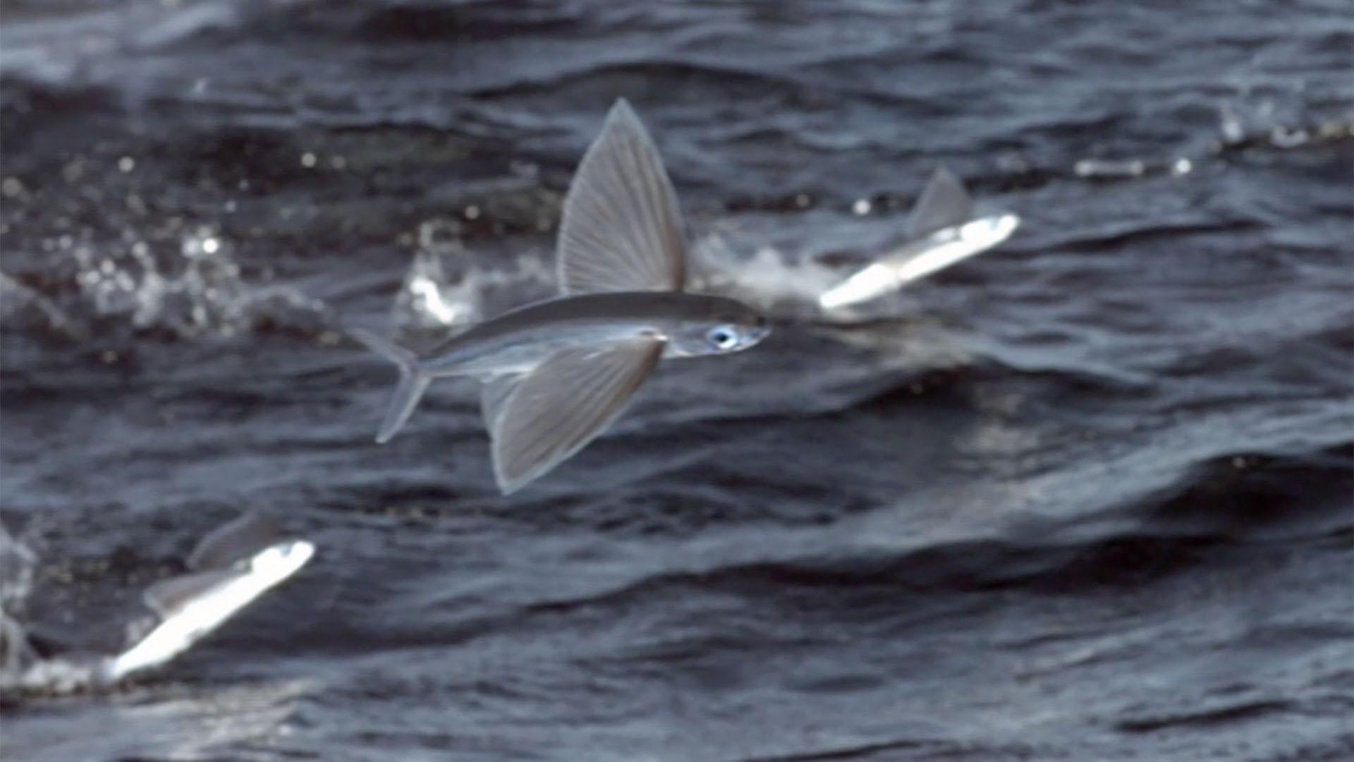 Chris and Martin search for flying fish at night.