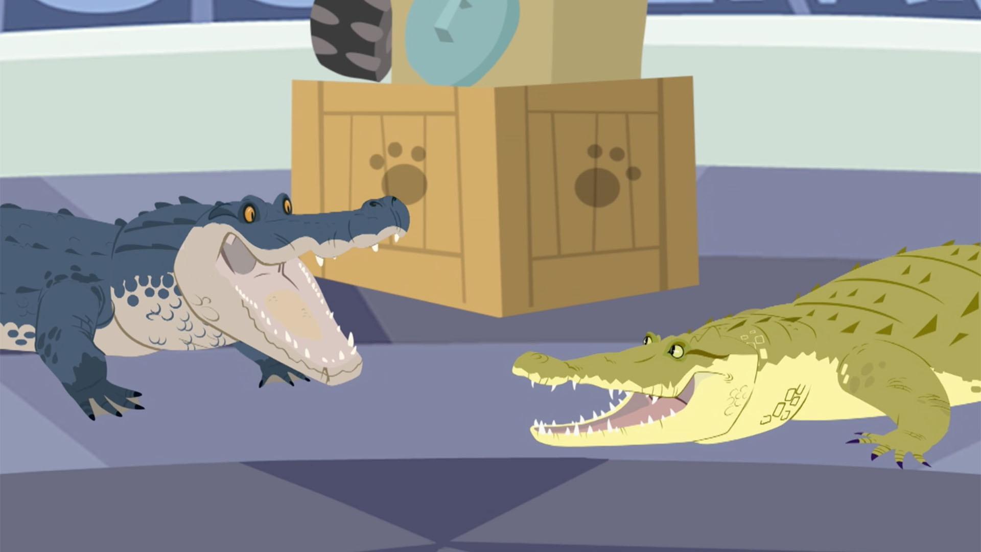 A quiz becomes a competition to name the differences between alligators and crocodiles.
