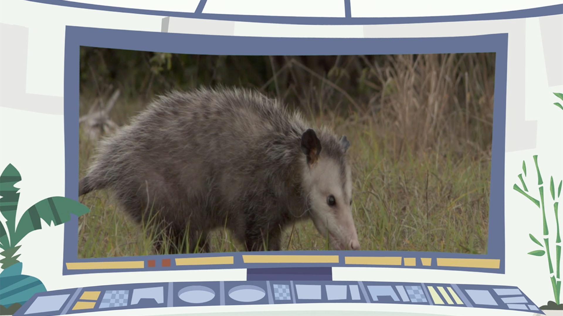 Chris realizes that he accidentally left his backpack with a gang of opossums.