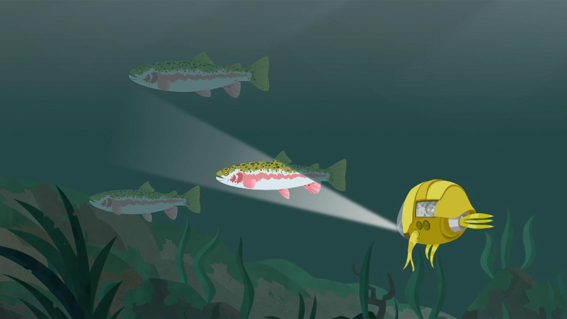 Rainbow trout slow down during the winter, when they live underneath a thick sheet of ice.