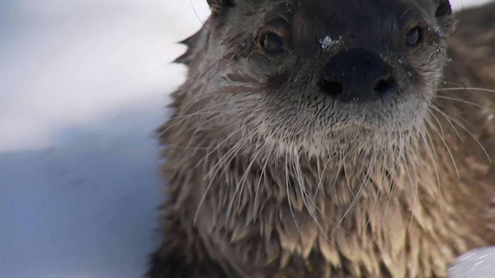 Creatures like otters, snowshoe hares, and even porcupines are active during the winter.