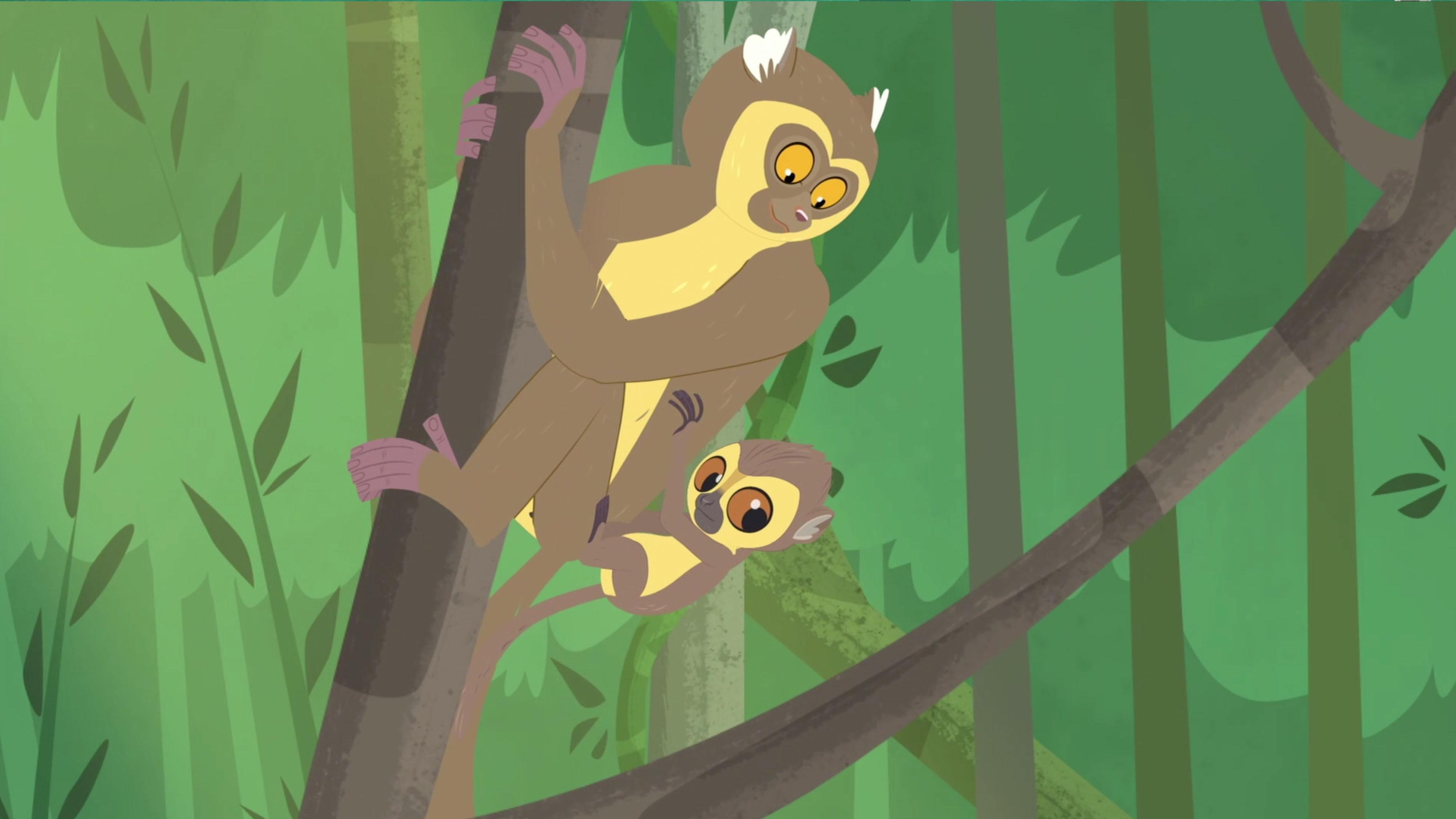 The Kratts explore the diversity and origin of lemurs.
