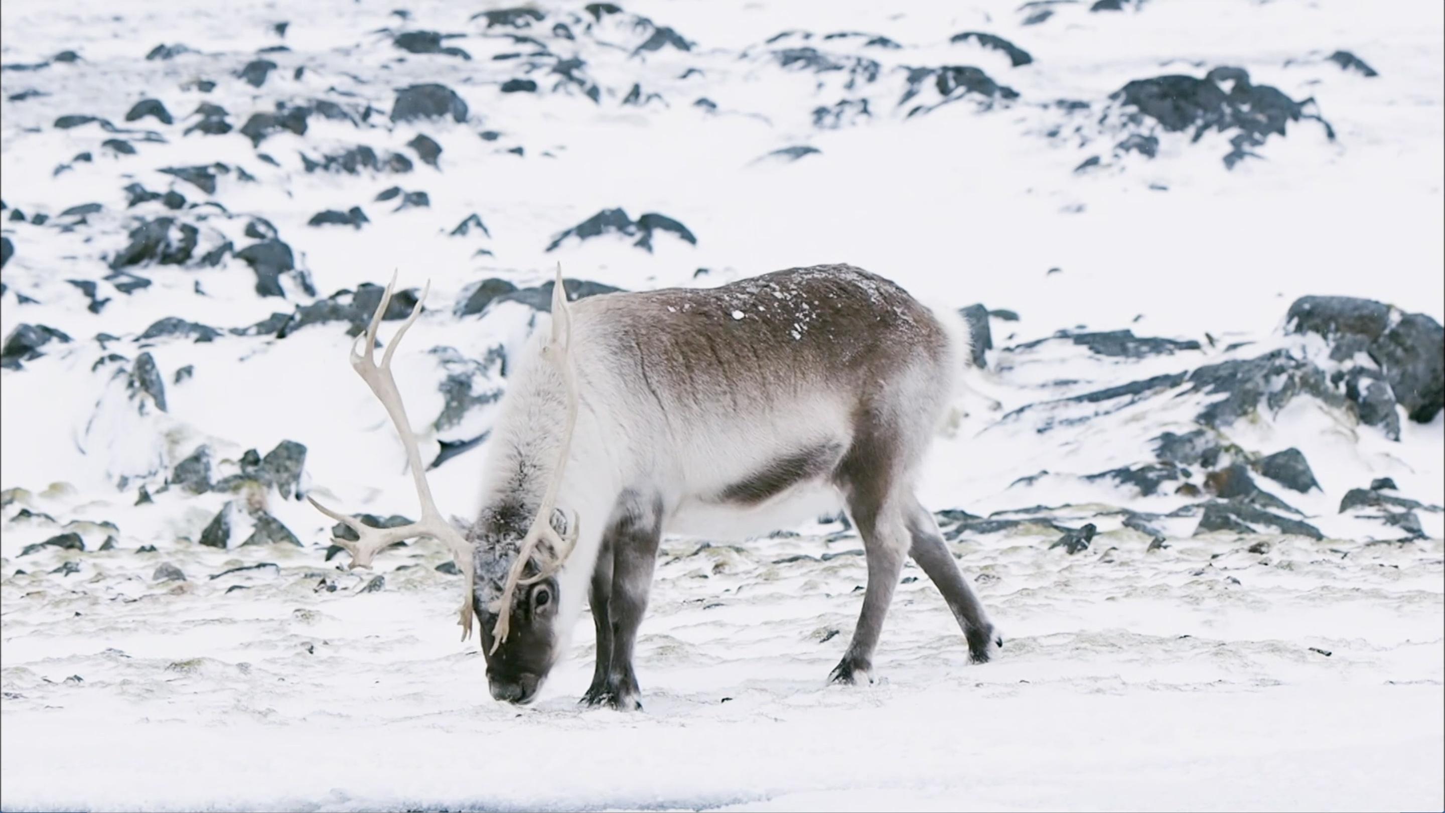 The Kratt brothers explain the difference between reindeer and other types of deer.