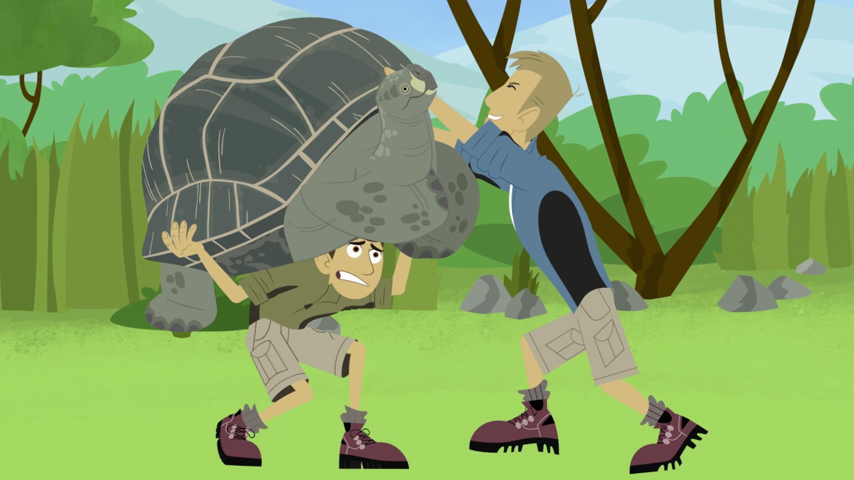 Travelling to the Galapagos Islands, the Wild Kratts meet Grandpa, an old tortoise.