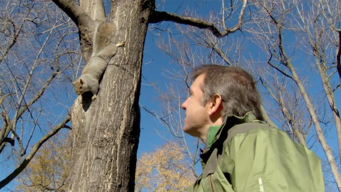 Wild Kratts - Gray Squirrel: Creature Power Video | PBS KIDS