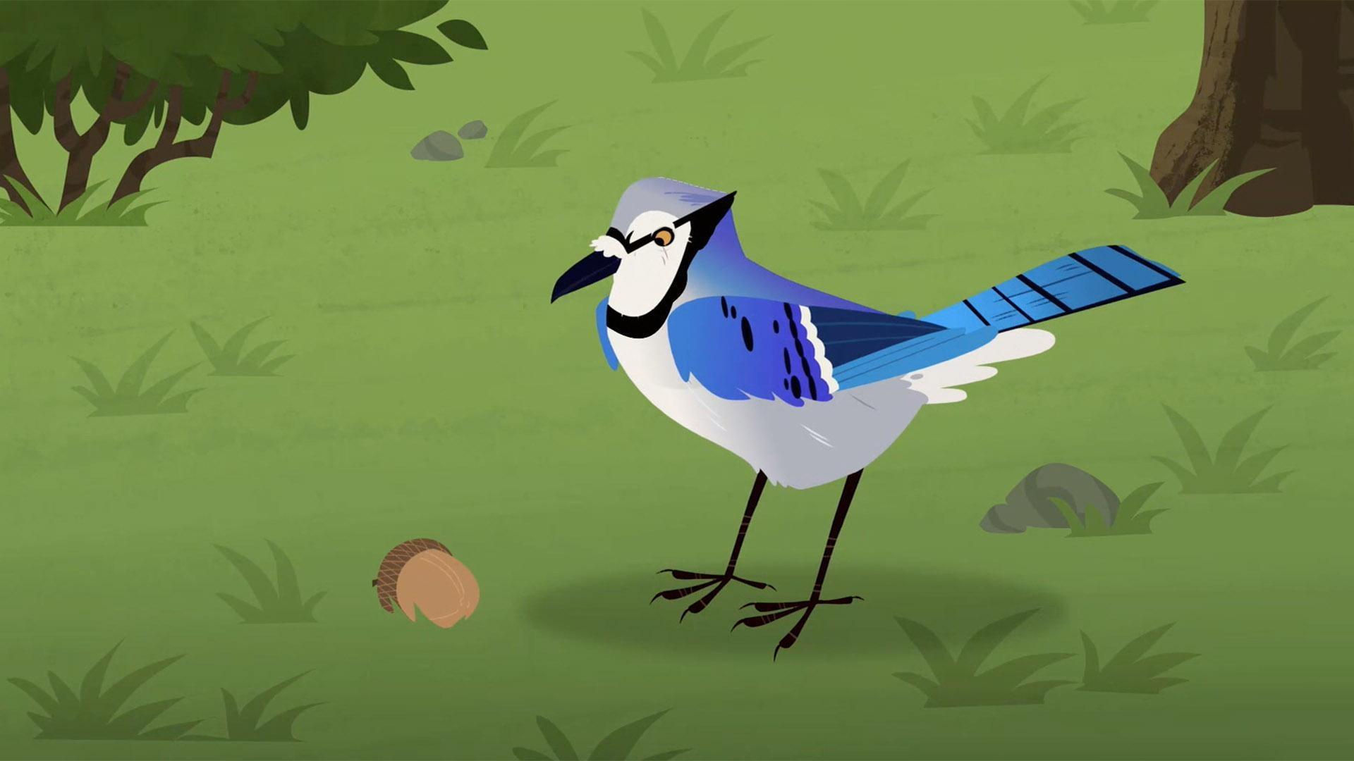 Martin follows a blue jay and sees it burrying an acorn in the ground.