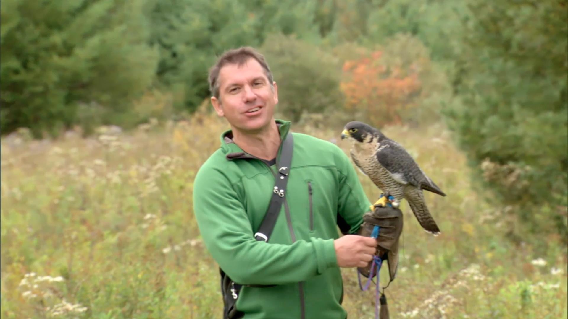 Chris and Martin get to see the peregrine falcon's creature powers first hand!