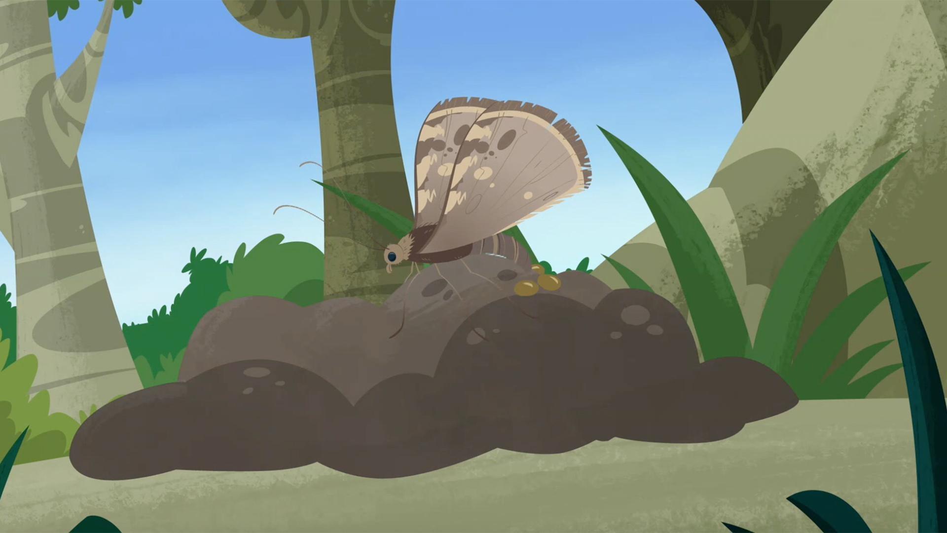 Chris explains the relationship between the sloth and the sloth moth.