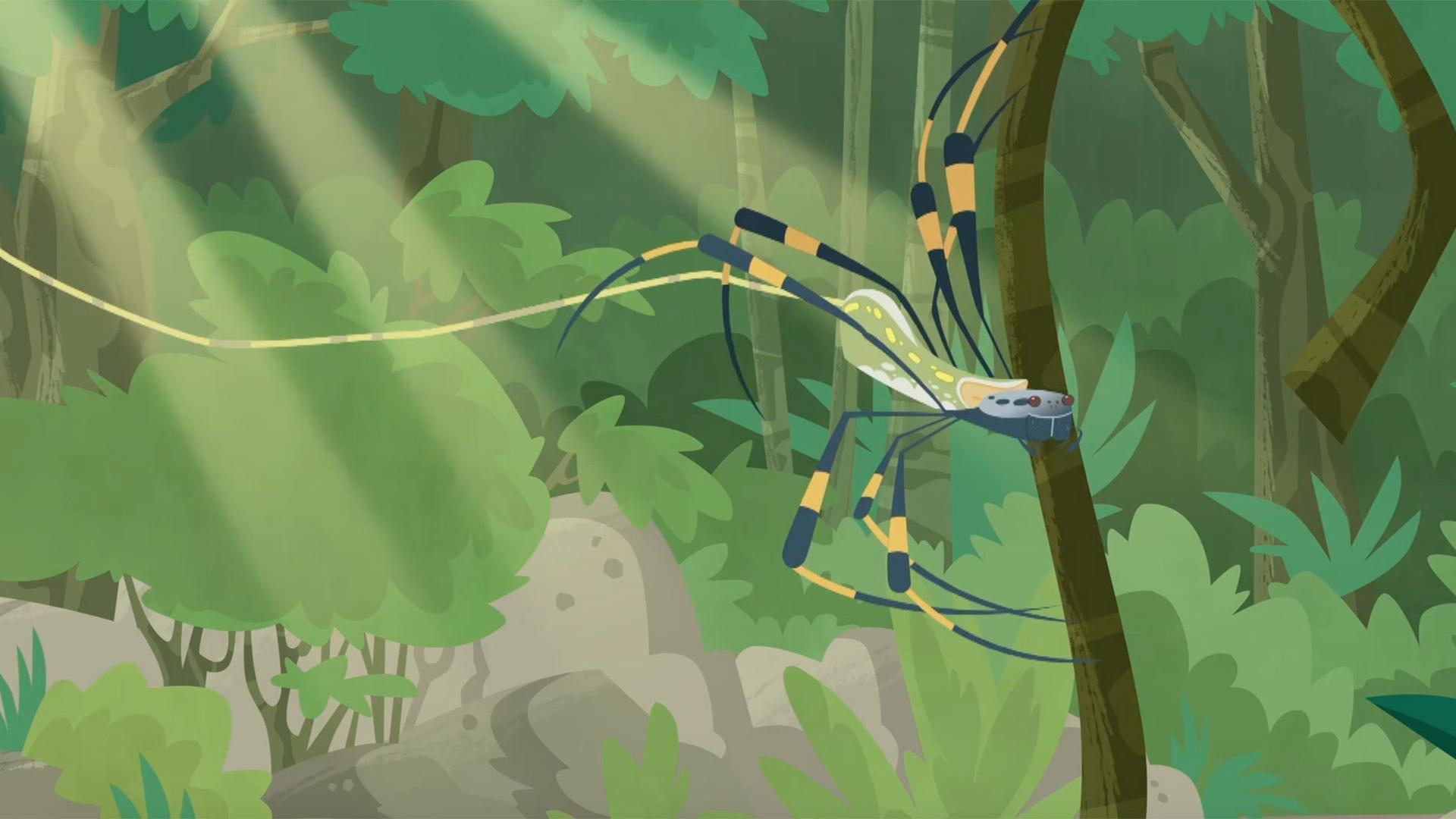 Chris and Martin take a close look at how the golden orb weaver spider spins its web.