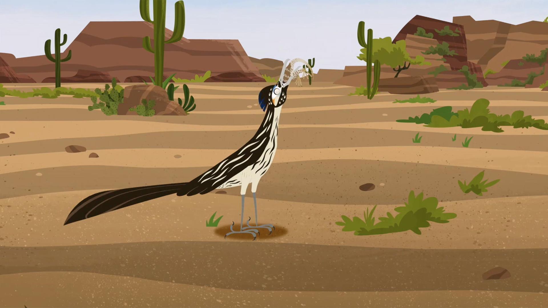 A roadrunner chases after a lizard, catches it, and eats it