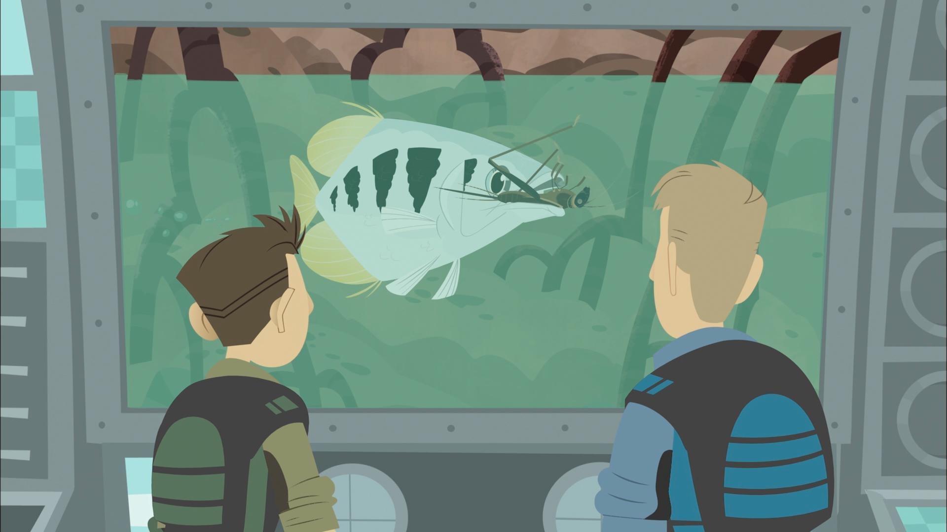 The Kratts use their slow motion camera to see exactly how archerfish catch their prey.