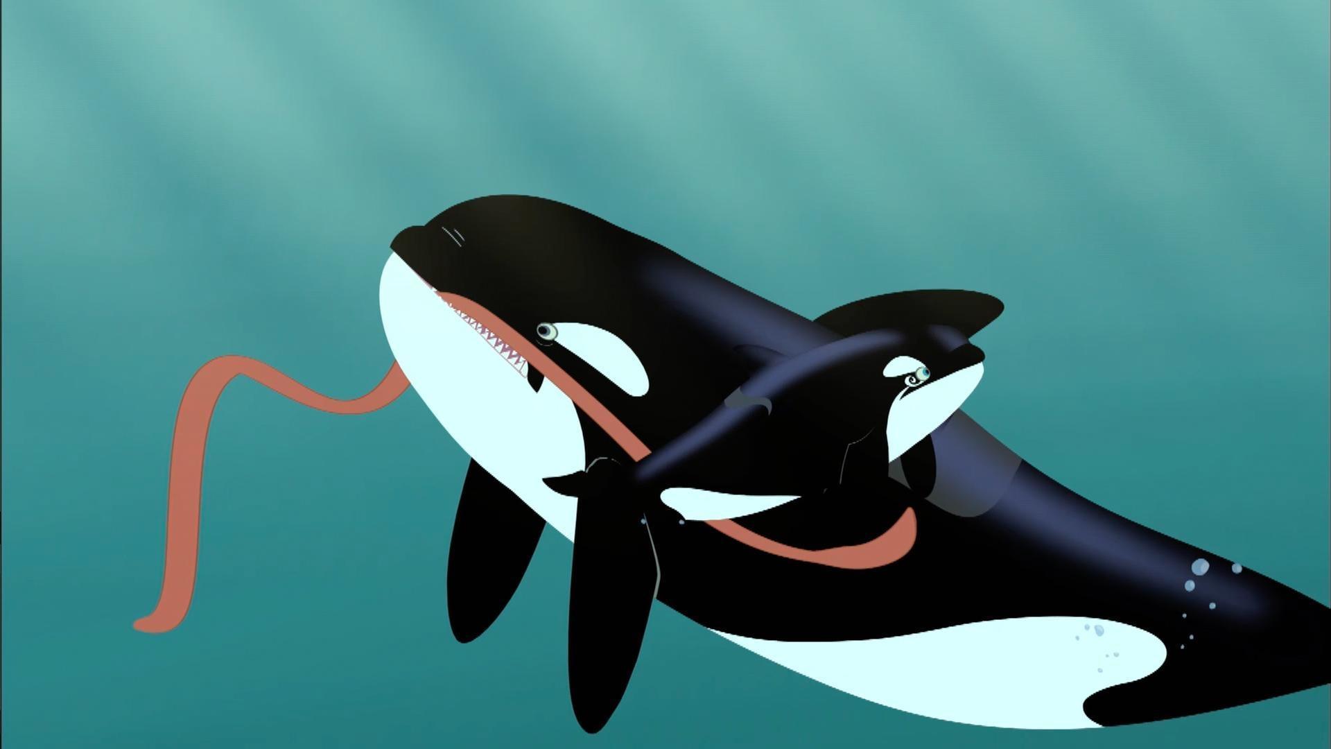 An orca calf is preyed on by a giant squid, but the older orcas manage to protect it.