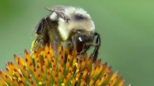 The Kratt brothers explore the give-and-take relationship between flowers and bees.