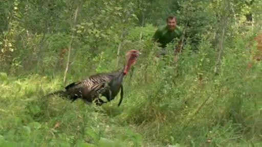 Chris and Martin go on a creature hunt for the elusive wild turkey.