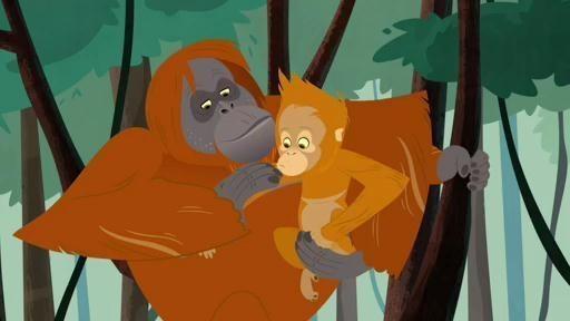 The mother orangutan chews up leaves into a paste to use as medicine.