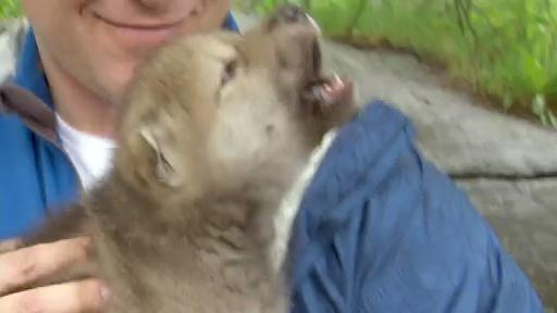 Chris and Martin meet an adorable wolf cub.