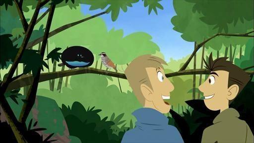 A bird of paradise teaches Chris and Martin some new dance moves.