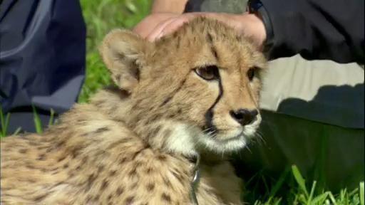 Chris and Martin meet Chico, a baby cheetah who is built for speed.