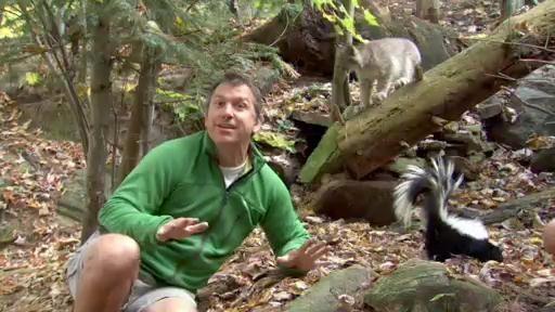 Chris and Martin meet a baby lynx and a baby skunk!