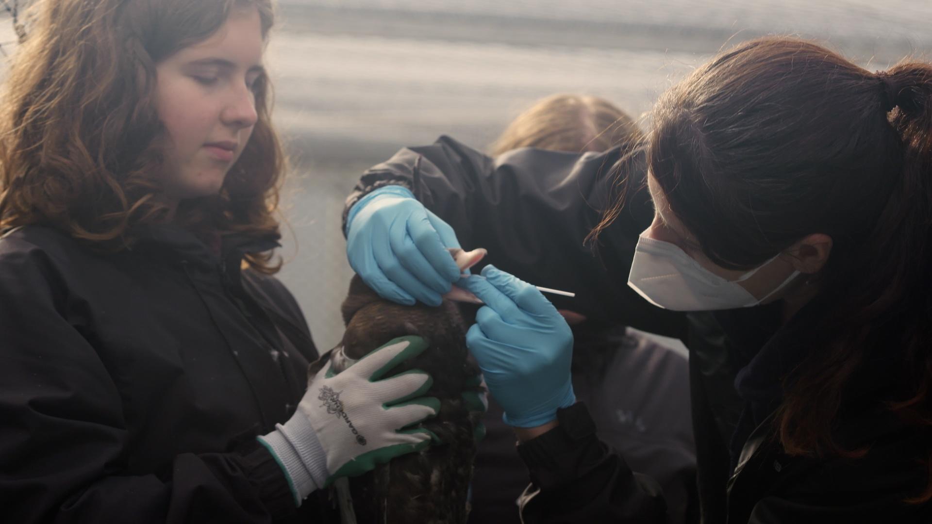 The SciGirls visit the Alaska SeaLife Center and help give birds a check-up.