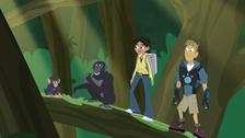 Wild Kratts - Full Episodes Video Collection | Videos | PBS KIDS