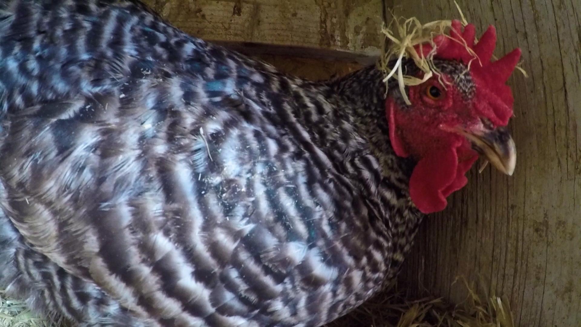 The SciGirls investigate what makes a great chicken coop.