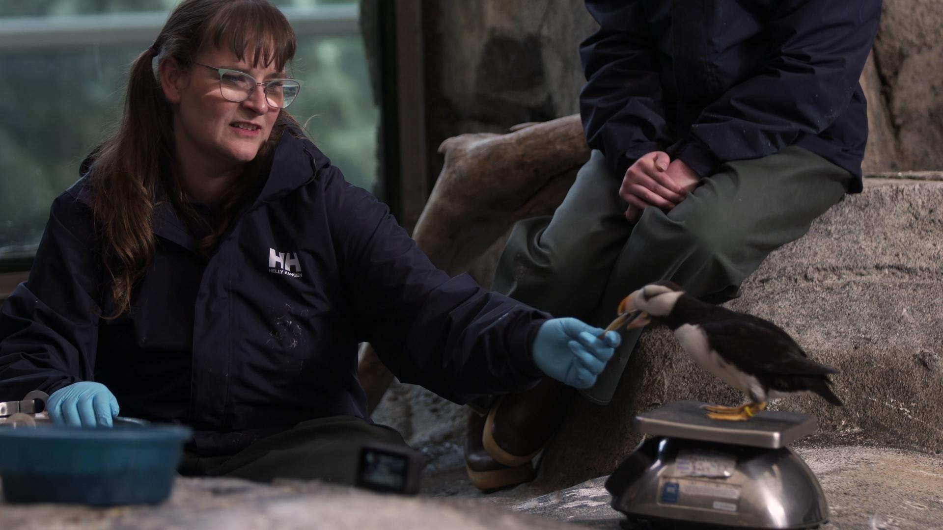 The SciGirls assist Kristen with weighing and feeding birds in the aviary.