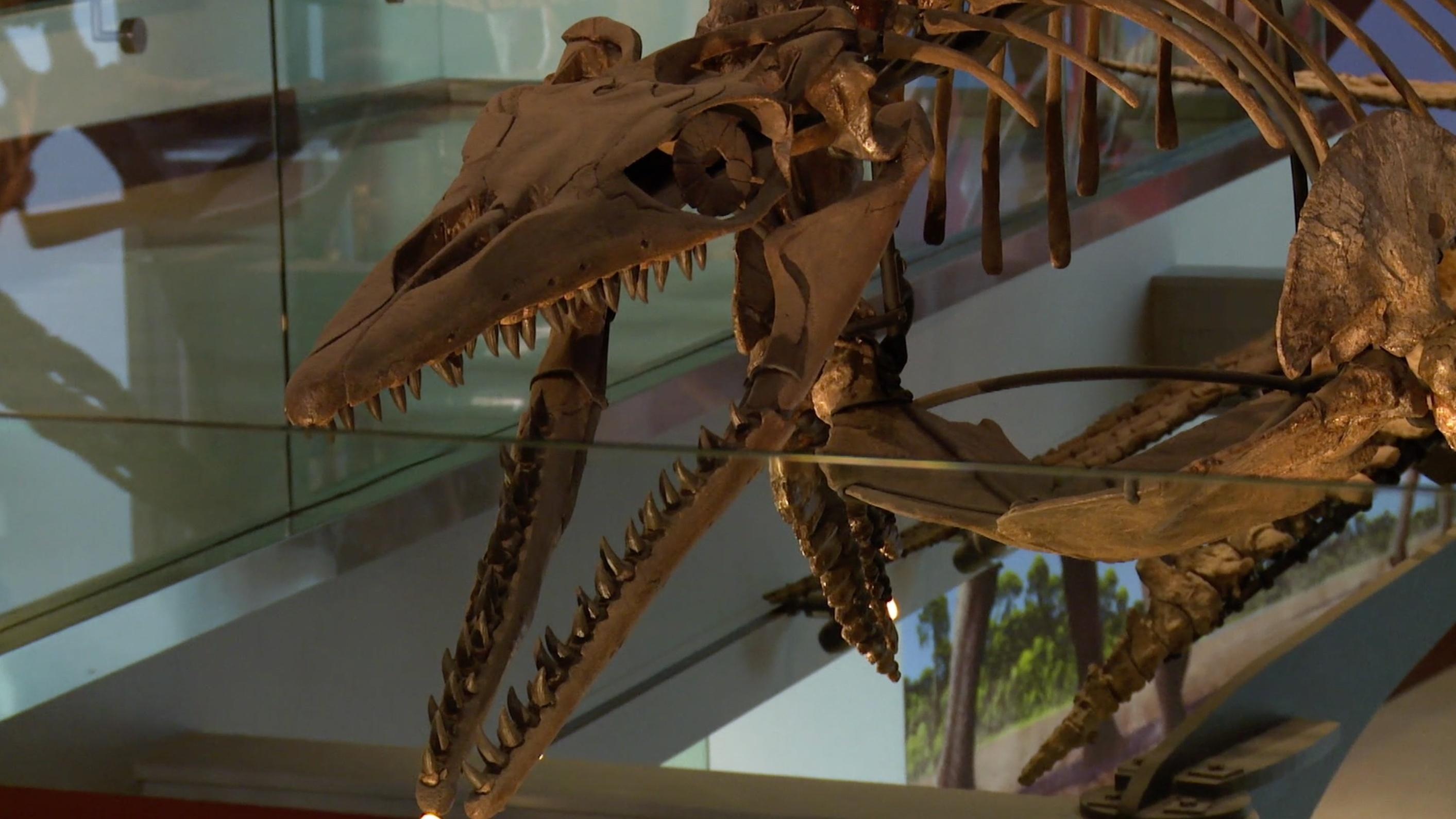 Big marine reptiles filled the oceans during the dinosaur era. Learn more with Dr. Scott!