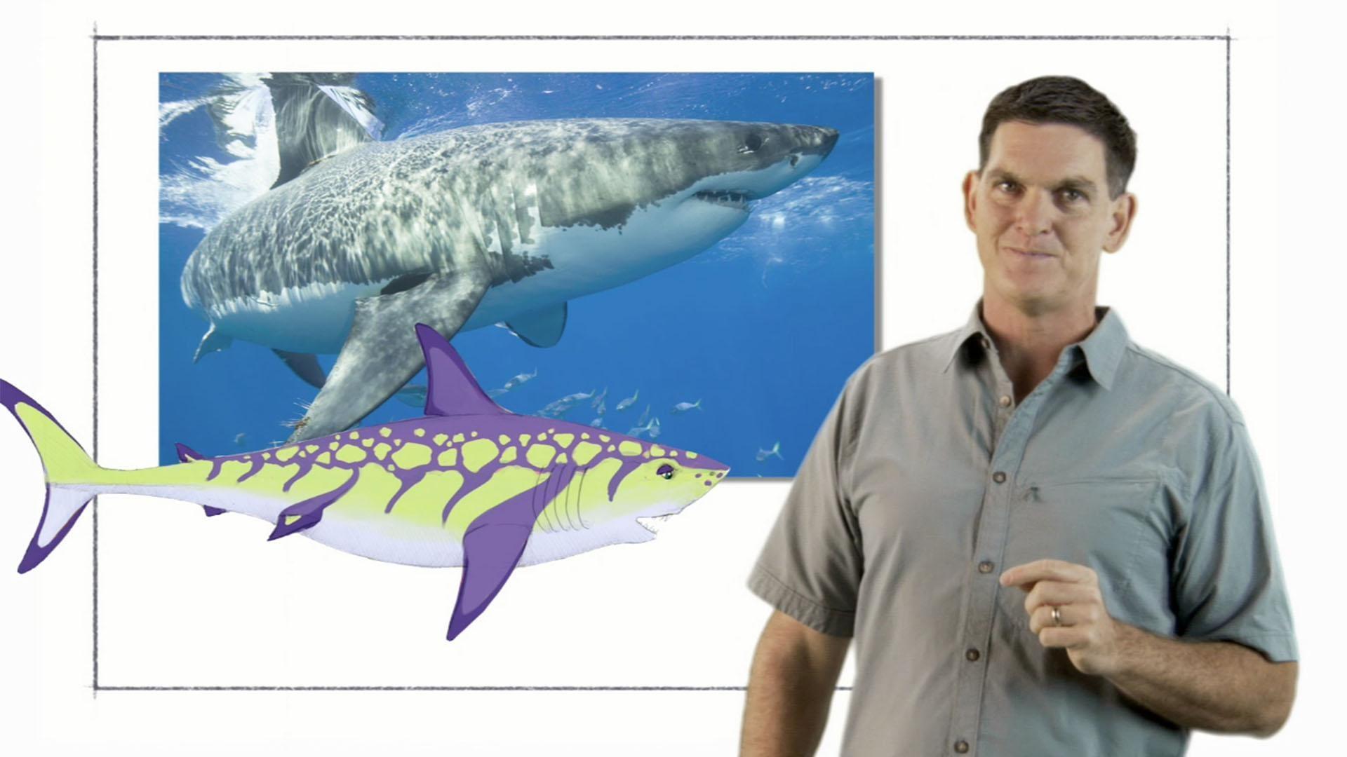 Dr. Scott explains the differences between prehistoric sharks and sharks today.
