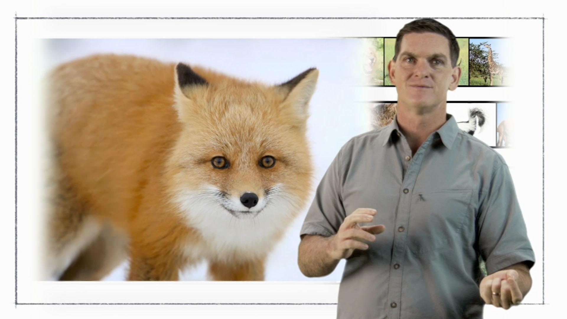 An ecosystem is a group of plants, animals and other organisms that form a circle of life.