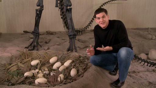 Dr. Scott explains that dinosaurs laid their eggs in circular nests like birds.