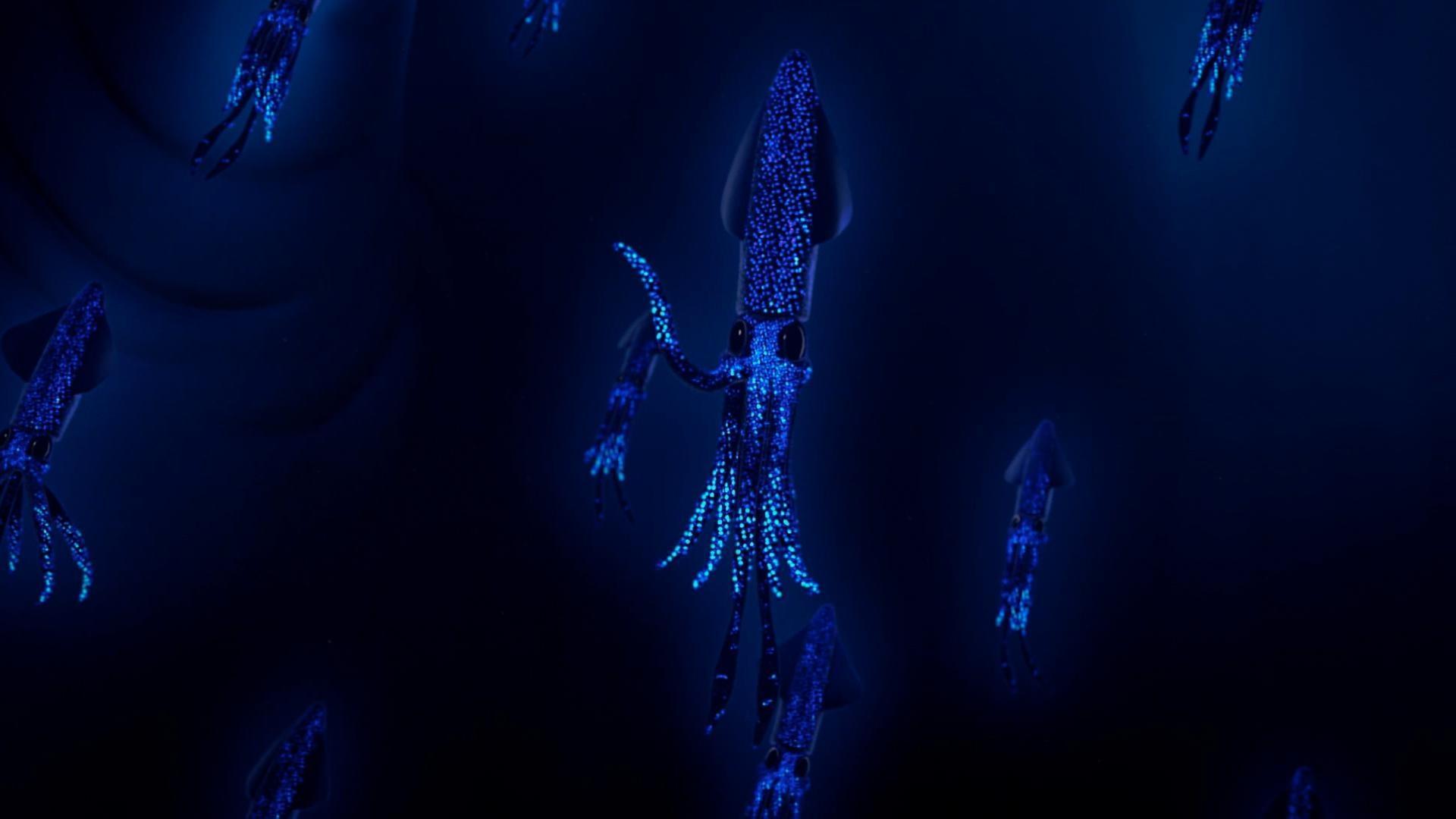 Splash's old school comes to visit the reef. / The gang loses Dunk's lucky shell!
