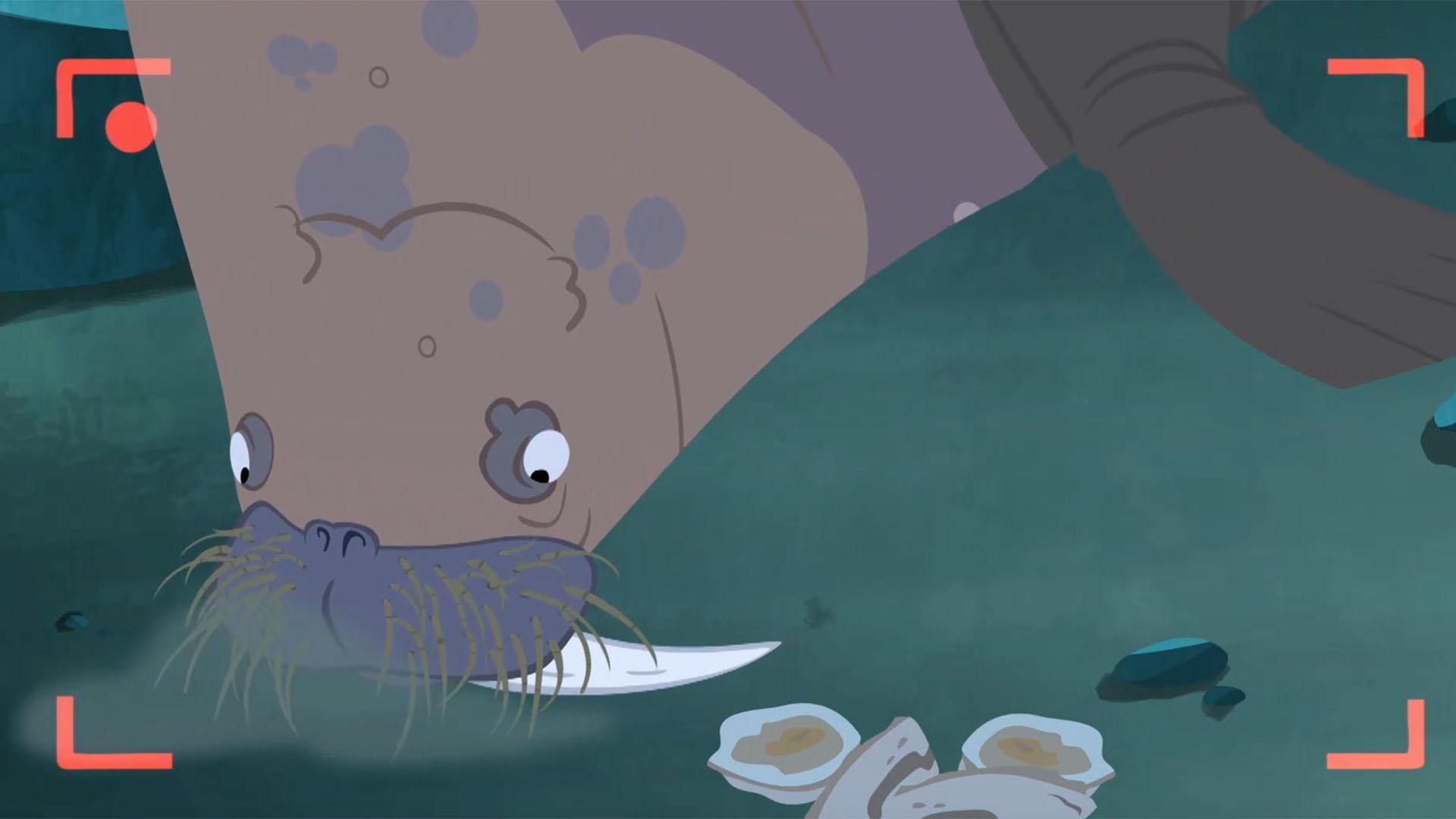 Martin and Chris observe and explain the eating behavior of the walrus.