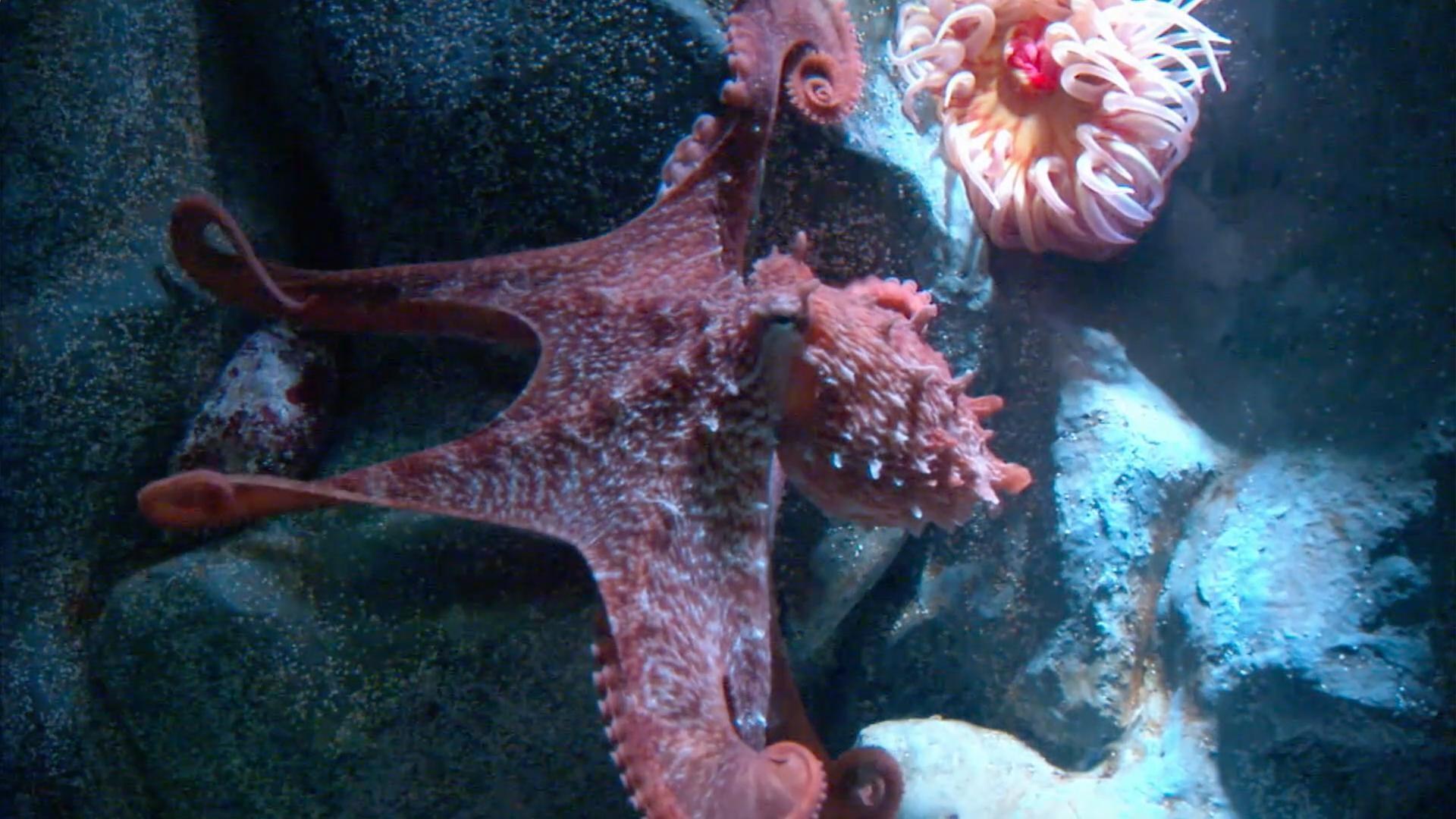 Chris explains some of the ways that the giant Pacific octopus escapes danger.