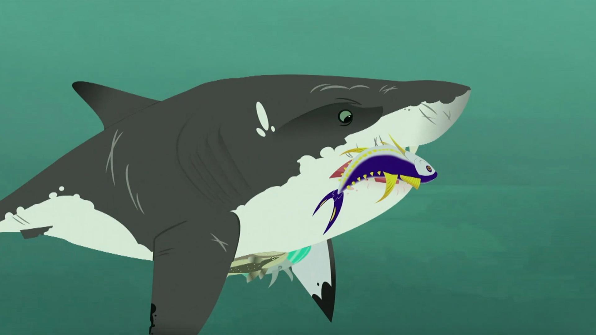 The Kratts stick onto a great white shark Remora-style to see how the latter gets food